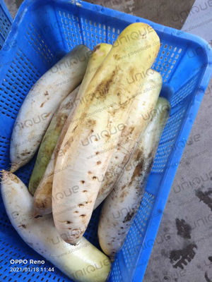 Máquina de descascar de raízes de vegetais daikon rabanete mooli de pele de faca 0,75kw