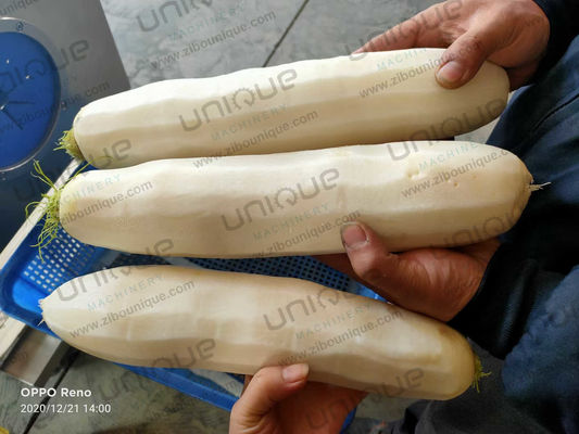 Potente máquina de esfoliação de aço inoxidável 304 Mooli para as necessidades de processamento de Kimchi Daikon