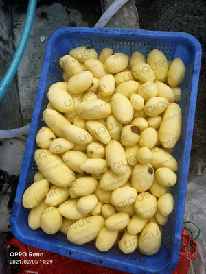 2022 Ano Máquina automática de lavar e descascar batatas para pequenas empresas