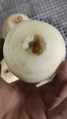 500 KG Máquina totalmente automática de descascar e descascar frutas industriais maçã pera kiwi para 2022