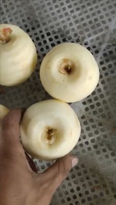 Função de descascagem de frutas Descascador de maçãs elétrico comercial Corer Slicer 2500*1000*1500 mm