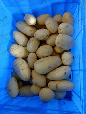 220V/380V/ Máquina de Descascar Vegetais Comerciais Personalizada para Vegetais de Raiz Elétrica